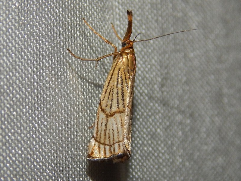 da identificare - Chrysocrambus craterellus